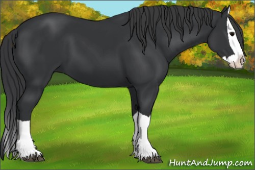 Horse Color:Black Splash