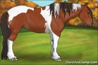 Horse Color:Bay Tobiano 