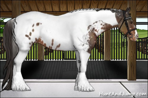 Horse Color:Liver Chestnut Tobiano Near Leopard
