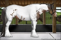 Horse Color:Liver Chestnut Tobiano Near Leopard 