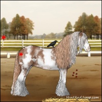 Horse Color:White Spotted Chestnut Rabicano