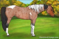 Horse Color:Bay Roan Tobiano