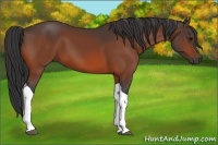 Horse Color:Bay Tobiano 