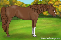 Horse Color:Gray Chestnut