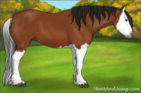 Horse Color:Gray Bay Splash 