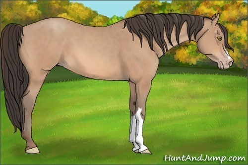 Horse Color:Amber Champagne