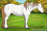 Horse Color:Red Dun Appaloosa 