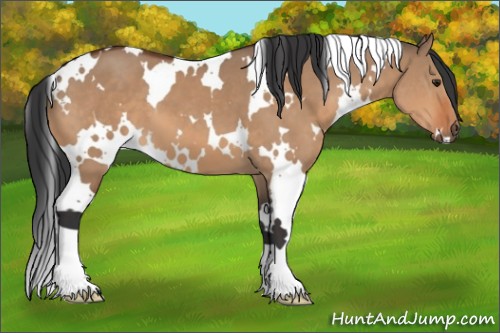 Horse Color:White Spotted Bay Dun 