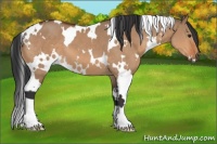 Horse Color:White Spotted Bay Dun