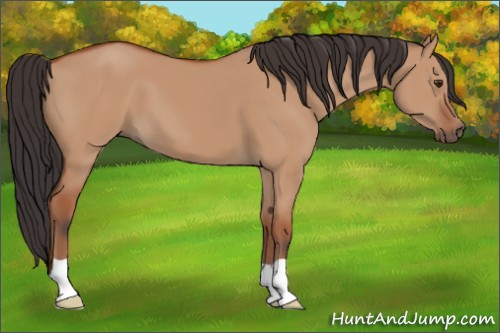 Horse Color:Bay Dun 