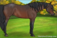 Horse Color:Brown Roan 