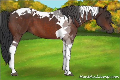 Horse Color:Brown Tobiano 