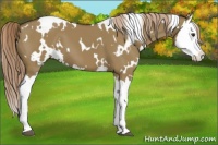 Horse Color:White Spotted Chocolate Palomino Dun Splash 