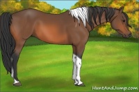 Horse Color:Bay Tobiano 