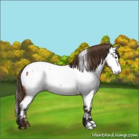 Horse Color:Buckskin Appaloosa 