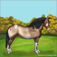 Horse Color:Bay Onyx Varnish Rabicano