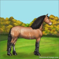 Horse Color:Bay Onyx Rabicano  and Bay Rabicano 