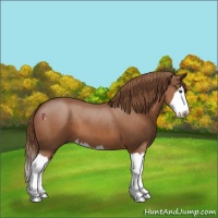 Horse Color:Chestnut Splash