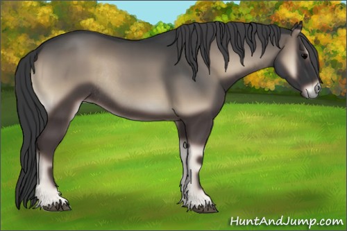 Horse Color:Blue Onyx Rabicano 