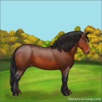 Horse Color:Brown Appaloosa 