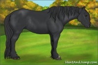 Horse Color:Black Rabicano 