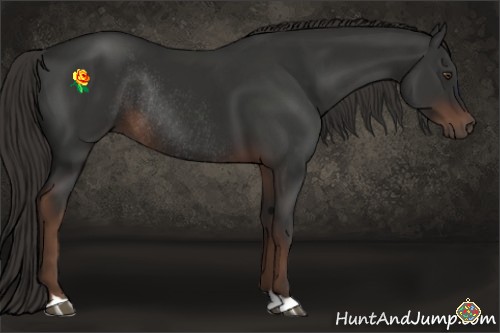 Horse Color:Liver Chestnut Rabicano 