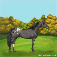 Horse Color:Grullo Appaloosa 