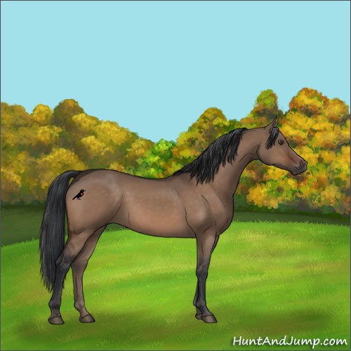 Horse Color:Brown Dun 