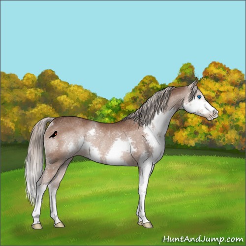 Horse Color:Liver Chestnut Splash Appaloosa Rabicano 