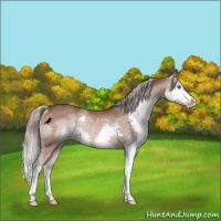 Horse Color:Liver Chestnut Splash Varnish Rabicano