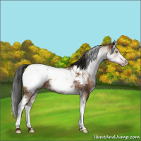 Horse Color:Gray White Spotted Sable Champagne Appaloosa