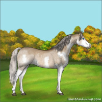 Horse Color:Gray Silver Bay Dun Splash Rabicano