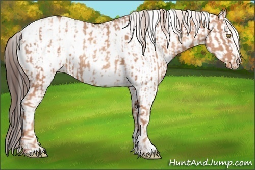 Horse Color:Gold Champagne Appaloosa and White Spotted Bay Appaloosa