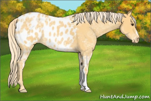 Horse Color:Palomino Ice Roan Appaloosa