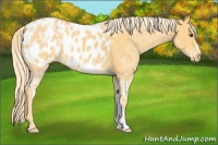 Horse Color:Palomino Ice Roan Appaloosa 