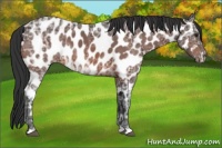 Horse Color:Brown Ice Appaloosa