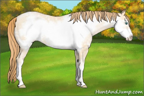 Horse Color:Smoky Black Ice Pearl Frame
