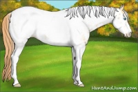 Horse Color:Buckskin Pearl Tobiano Frame Appaloosa