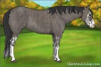 Horse Color:Grullo Sabino Splash  and Grullo Sabino Splash 