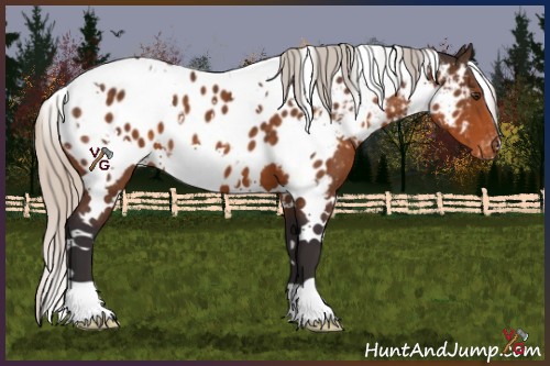 Horse Color:White Spotted Silver Buckskin Appaloosa 
