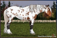Horse Color:White Spotted Silver Buckskin Appaloosa 