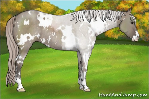Horse Color:White Spotted Silver Grullo Sabino Rabicano