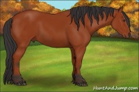 Horse Color:Brown 