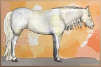 Horse Color:Plaid  Palomino Pearl Tobiano Appaloosa 