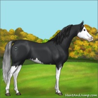Horse Color:Black Splash