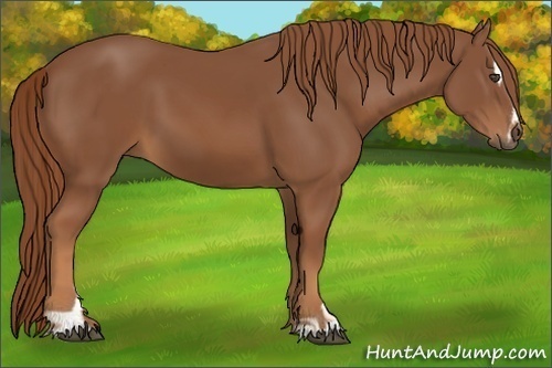Horse Color:Chestnut Sabino 