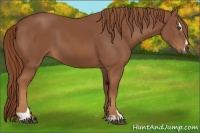 Horse Color:Chestnut Sabino 