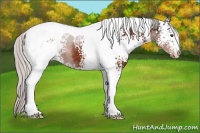 Horse Color:White Spotted Silver Bay Tobiano 