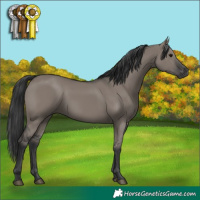 Horse Color:Grullo 