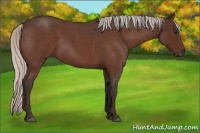 Horse Color:Silver Brown Roan 
